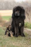 DOGUE DU TIBET 386